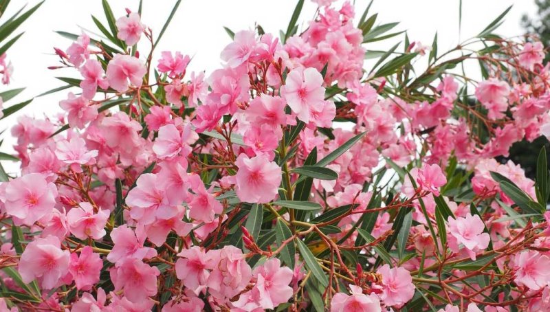 Adelfa (Nerium oleander): caracteristicas y cuidados