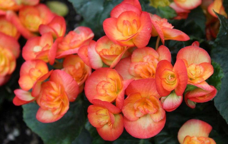 Begonia de Flor (Begonia Elatior): caracteristicas y cuidados