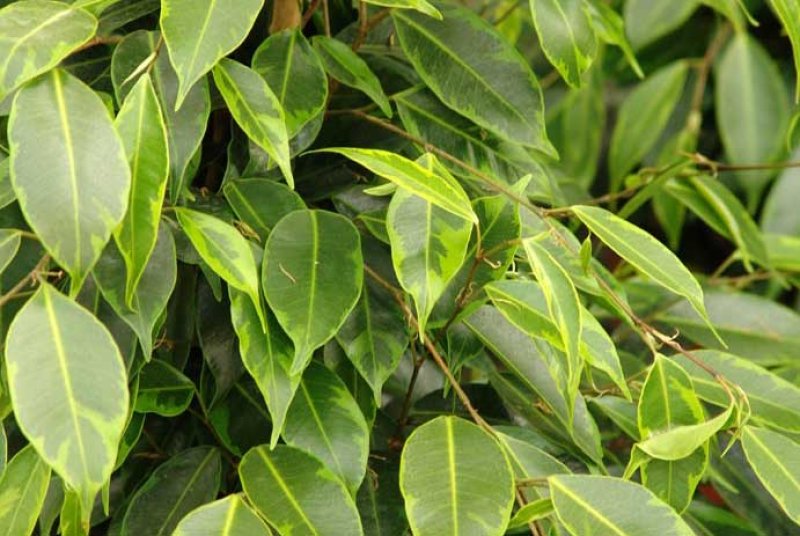 Higuera de Java (Ficus Benjamina): caracteristicas y cuidados