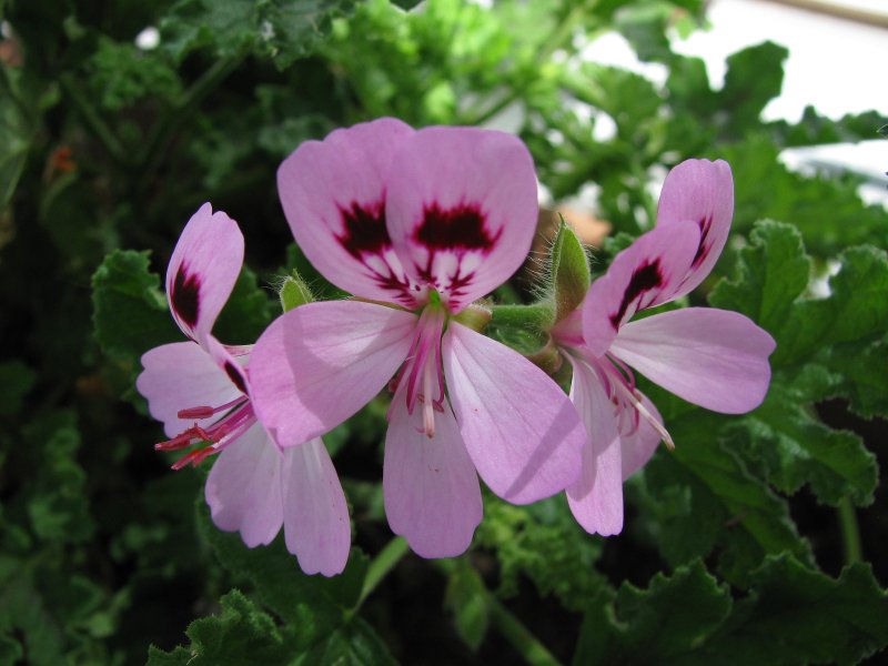 Pelargonium Quercifolium (Pelargonio): caracteristicas y cuidados