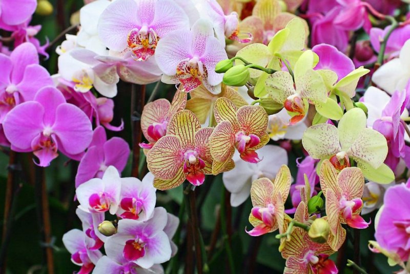 Orquideas (Phalaenopsis): caracteristicas y cuidados