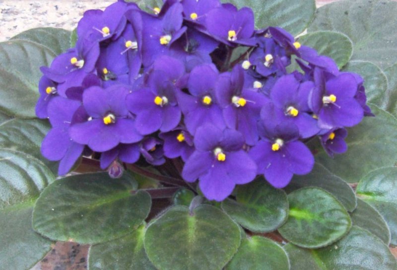 Violeta africana (Saintpaulia ionantha): caracteristicas y cuidados