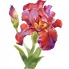 Iris Flors